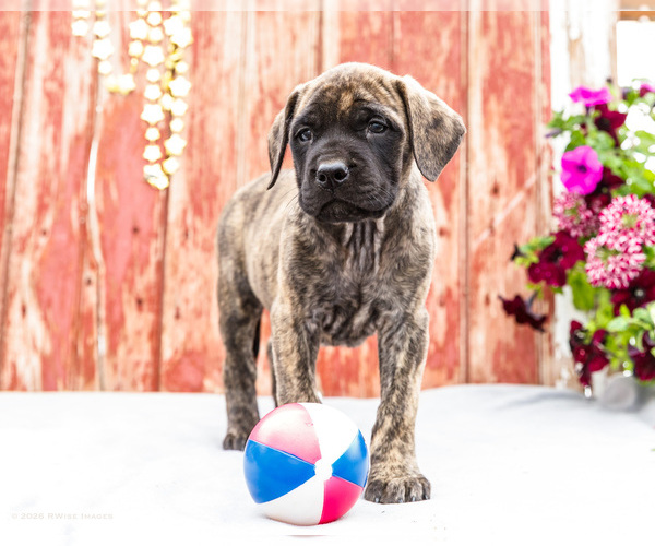 Medium Photo #10 Mastiff Puppy For Sale in WAKARUSA, IN, USA