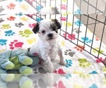 Small #6 Havapoo