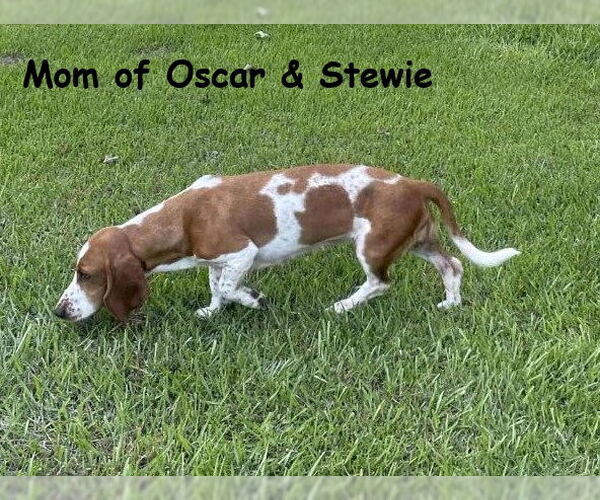 Medium Photo #5 Basset Retriever Puppy For Sale in Wakefield, RI, USA