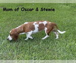 Small #4 Basset Retriever