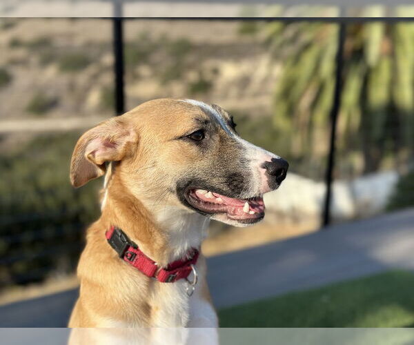Medium Photo #12 Black Mouth Cur-Unknown Mix Puppy For Sale in San Diego, CA, USA