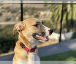 Small #11 Black Mouth Cur Mix