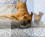 Small Rhodesian Ridgeback Mix
