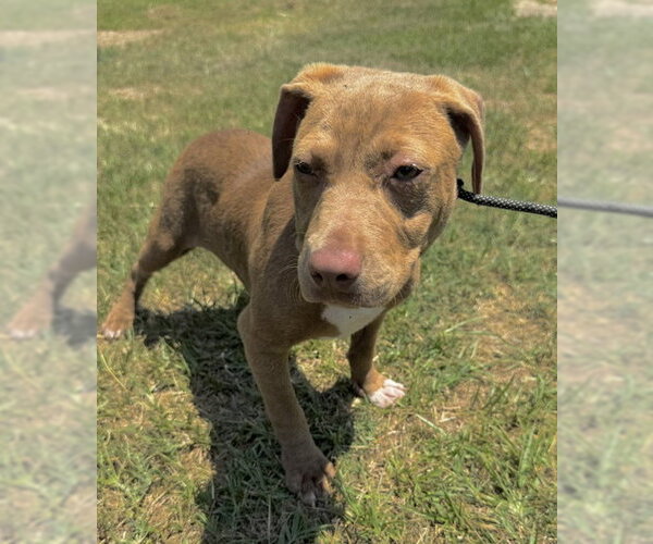 Medium Photo #5 Bulldog-Labrador Retriever Mix Puppy For Sale in Tarrytown, GA, USA