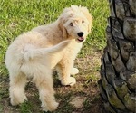 Puppy Blue Goldendoodle