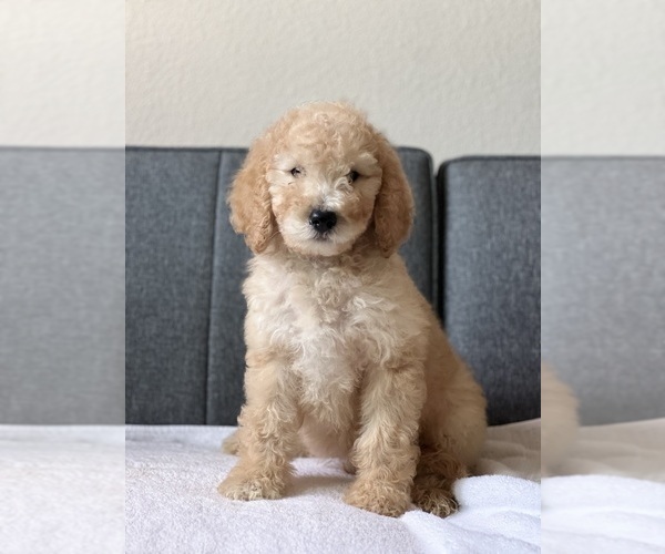 Medium Photo #3 Goldendoodle Puppy For Sale in HESPERIA, CA, USA