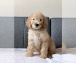 Small #2 Goldendoodle