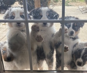 Australian Shepherd Litter for sale in CALHOUN, GA, USA