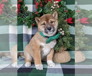 Shiba Inu Puppy for sale in PEACH BOTTOM, PA, USA