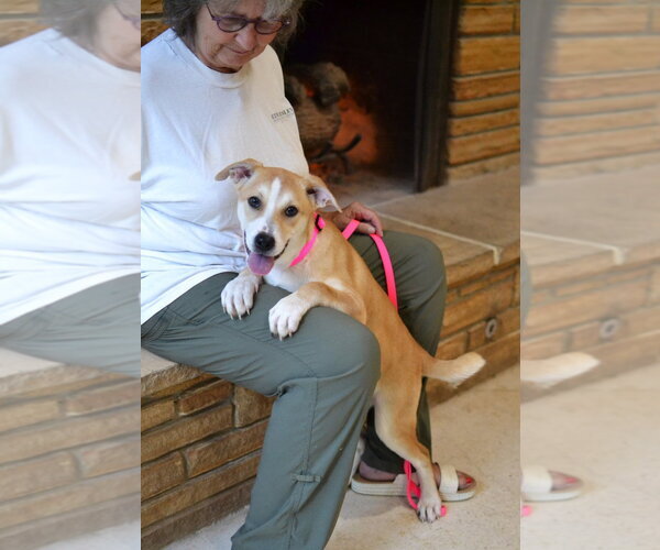 Medium Photo #8 Siberian Husky-Unknown Mix Puppy For Sale in Germanton, TN, USA