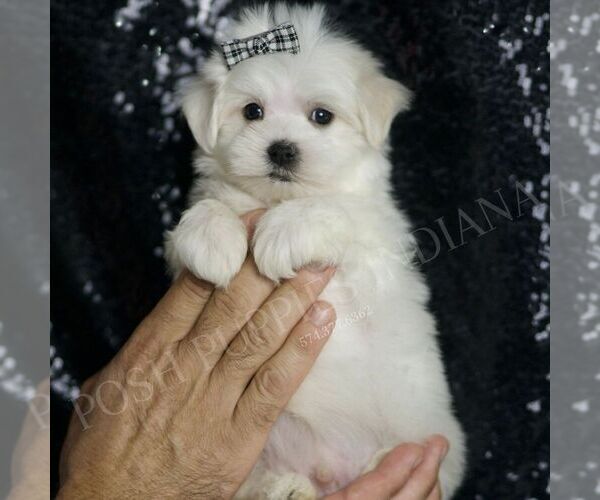 Medium Photo #1 Maltese Puppy For Sale in WARSAW, IN, USA
