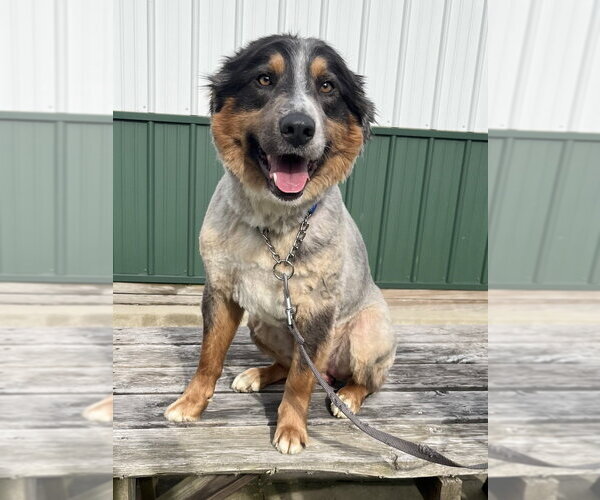 Medium Photo #1 Australian Shepherd Puppy For Sale in Osgood, IN, USA