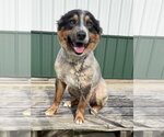 Small Australian Shepherd