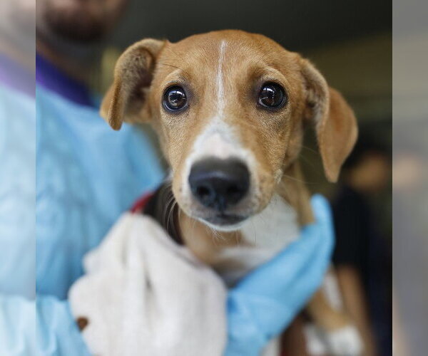 Medium Photo #1 Mutt Puppy For Sale in San Antonio, TX, USA