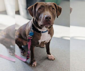 Labrador Retriever-Unknown Mix Dogs for adoption in Princeton, MN, USA