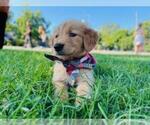 Small Photo #4 Golden Retriever Puppy For Sale in ARVADA, CO, USA