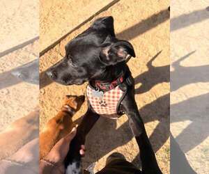 Labrador Retriever-Unknown Mix Dogs for adoption in Holly Springs, NC, USA