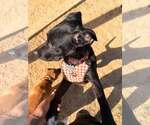 Nora - Female Labrador Retriever-Unknown Mix Dog for Adoption - Small photo