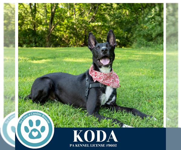 Medium Photo #25 Border Collie-Unknown Mix Puppy For Sale in Kimberton, PA, USA