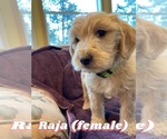 Small Photo #15 Labradoodle Puppy For Sale in BLACK FOREST, CO, USA