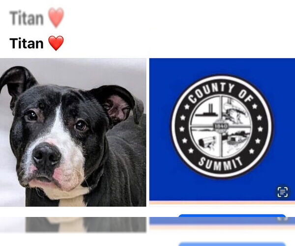 Medium Photo #1 American Pit Bull Terrier Puppy For Sale in Akron, OH, USA