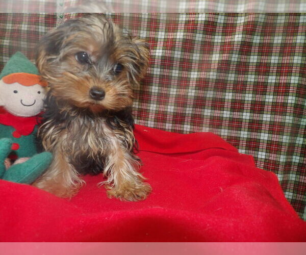 Medium Photo #1 Yorkshire Terrier Puppy For Sale in PATERSON, NJ, USA
