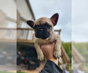 Frenchie Pug Puppy for sale in HEBRON, KY, USA