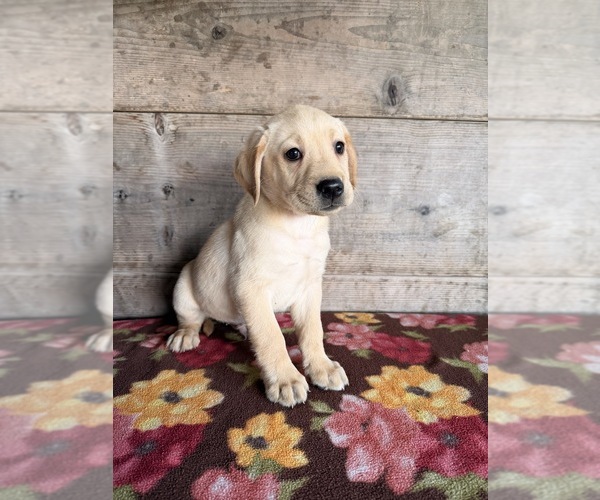 Medium Photo #10 Labrador Retriever Puppy For Sale in VERMONTVILLE, MI, USA
