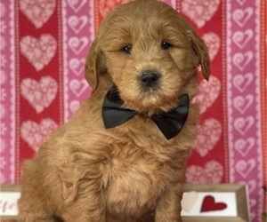 Goldendoodle (Miniature) Puppy for sale in LANCASTER, PA, USA