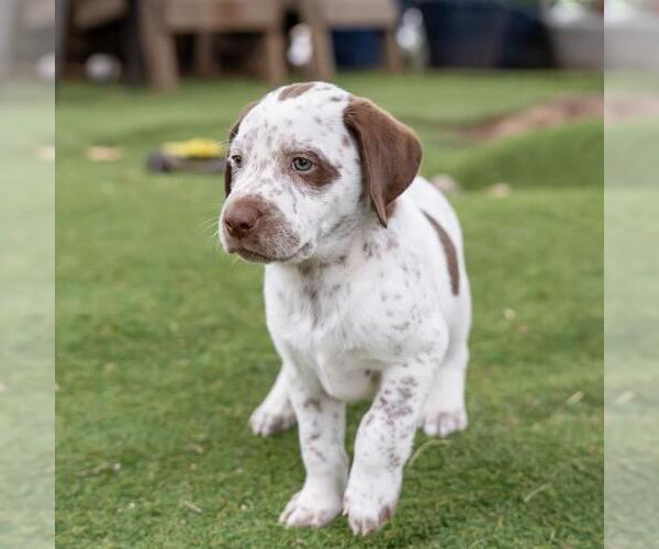 Medium Photo #3 Dalmatian-Labrador Retriever Mix Puppy For Sale in San Diego, CA, USA