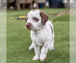 Small #2 Dalmatian-Labrador Retriever Mix
