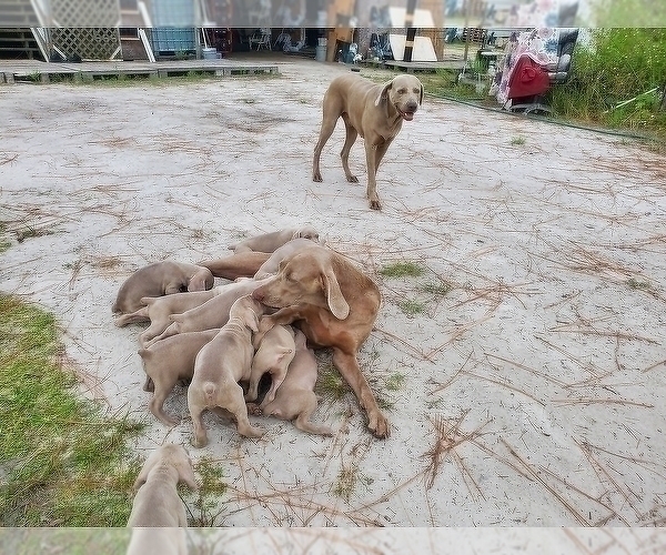 Medium Photo #1 Weimaraner Puppy For Sale in BUNNELL, FL, USA