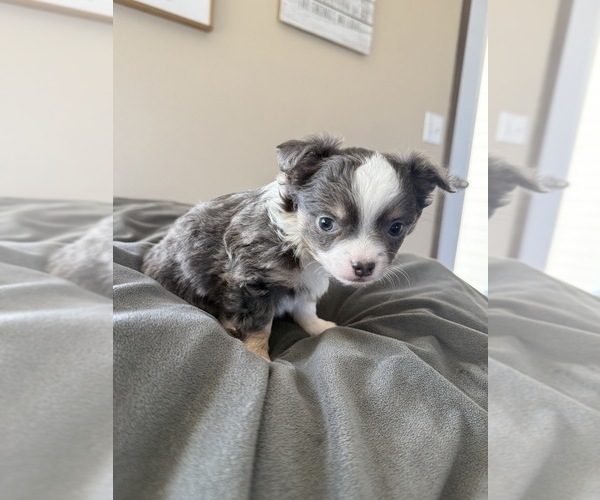Medium Photo #2 Chihuahua Puppy For Sale in MARCUS, IA, USA