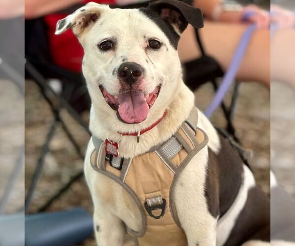 Medium Photo #7 Mutt Puppy For Sale in Canton, CT, USA