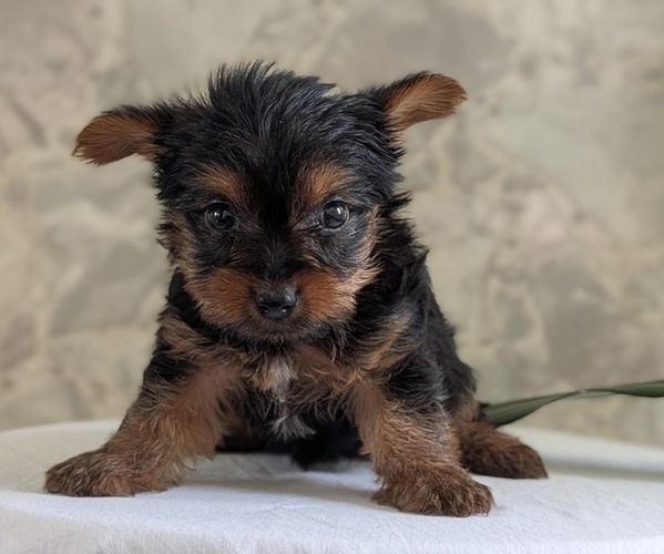 Medium Photo #7 Yorkshire Terrier Puppy For Sale in GOSHEN, IN, USA