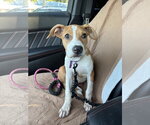 Small #3 American Staffordshire Terrier Mix