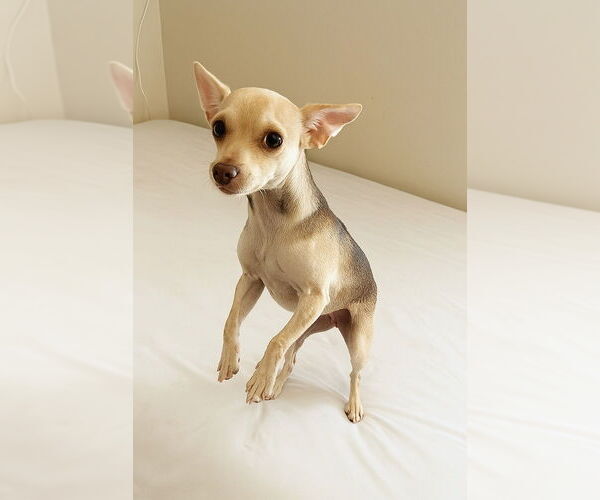 Medium Photo #1 Chihuahua Puppy For Sale in Vail, AZ, USA