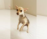 Small Chihuahua