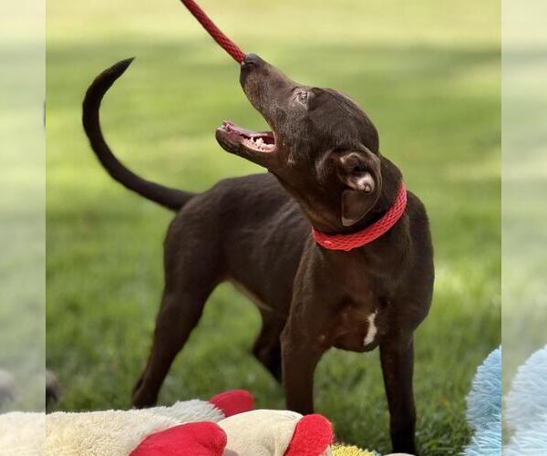 Medium Photo #2 Labrador Retriever-Unknown Mix Puppy For Sale in Yardley, PA, USA