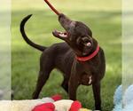 Small #1 Labrador Retriever Mix