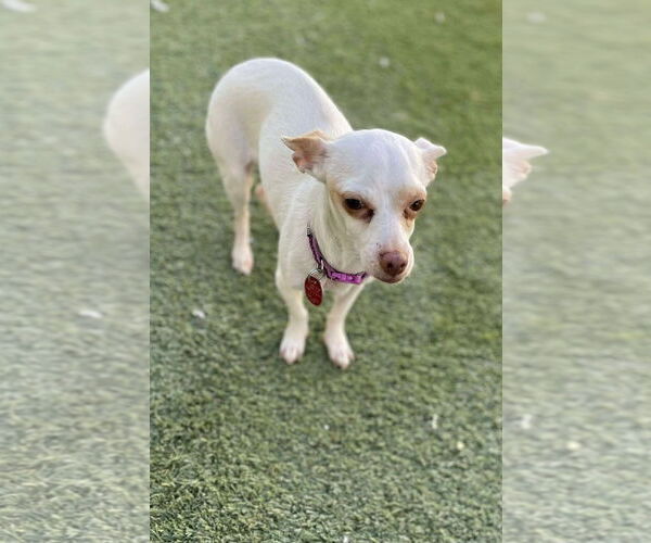 Medium Photo #5 Chihuahua-Unknown Mix Puppy For Sale in Tempe , AZ, USA