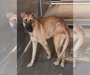 RAVEN - Female Mutt Dog for Adoption - Photo #2