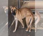 Small Photo #2 Mutt Puppy For Sale in San Bernardino, CA, USA