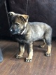 Small Photo #12 German Shepherd Dog Puppy For Sale in BIRMINGHAM, PA, USA