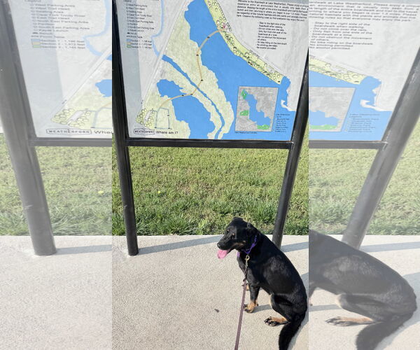 Medium Photo #12 Labrottie Puppy For Sale in Fort Worth, TX, USA