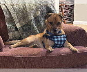Peanut - Male Chug Dog for Adoption - Photo #2