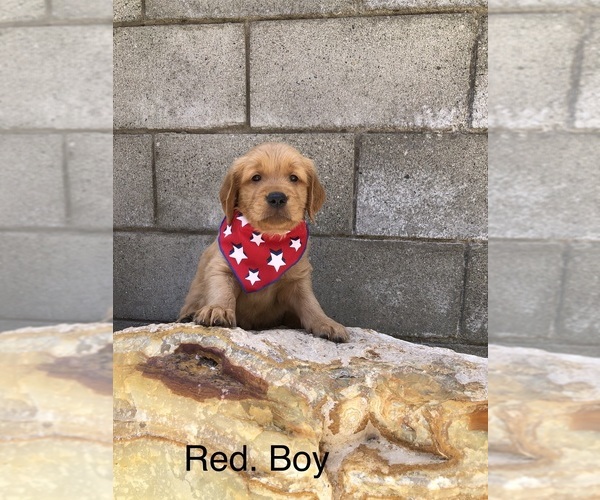 Medium Photo #4 Golden Retriever Puppy For Sale in NORWALK, CA, USA