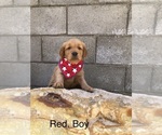 Small Photo #4 Golden Retriever Puppy For Sale in NORWALK, CA, USA
