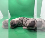 Puppy Puppy 1 American Pit Bull Terrier