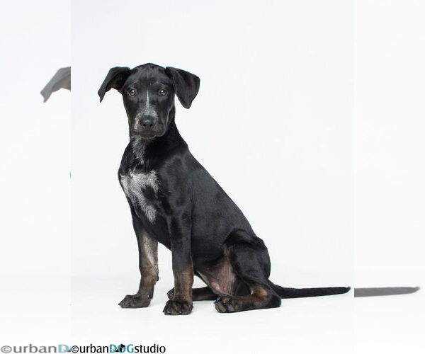 Medium Photo #2 Labrador Retriever-Unknown Mix Puppy For Sale in Tampa, FL, USA